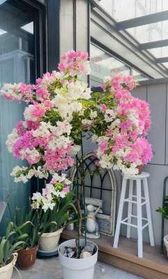 几花(三角梅界的“劳斯莱斯”，一树多少花，连续开三季，养过的都夸)