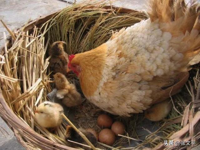 阿房宫的“房”，到底是读fáng（音防），还是páng（音旁）