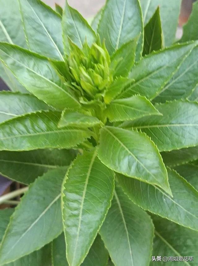 夜间开放的香花——夜来香