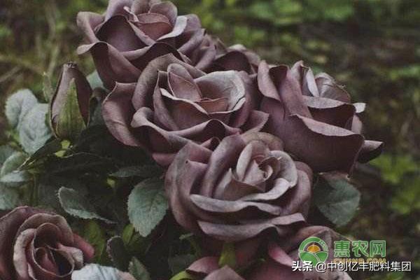 黑玫瑰的寓意及养殖技术