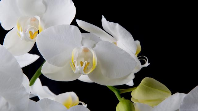 金牛座有哪些坏习惯？