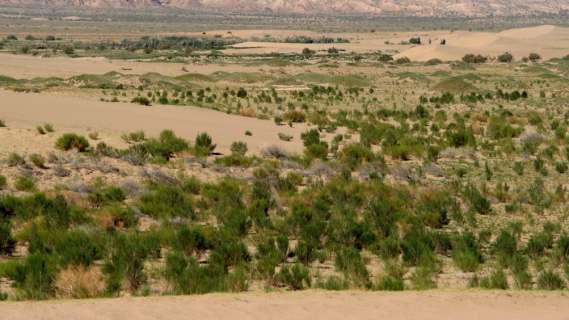 数十万人众筹“沙瓜先生”，助力民勤产业治沙