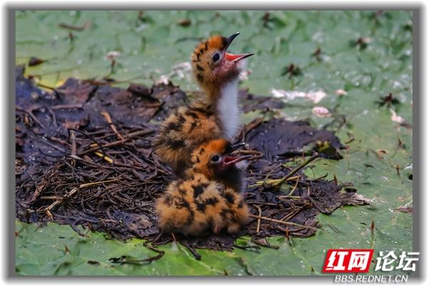 “铁掌水上漂”原来是真的！须浮鸥告诉你怎么在水面上闲庭信步