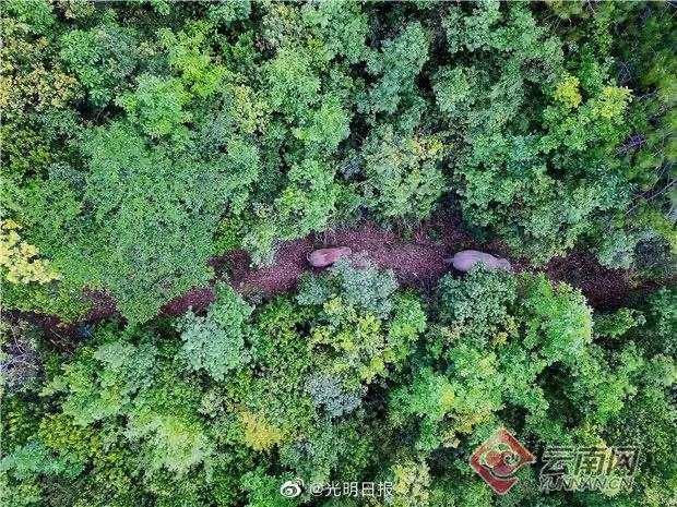 15头大象进村，村民楼顶彻夜未眠 专家解读：既有北迁又有南渡，这是人象冲突的写照