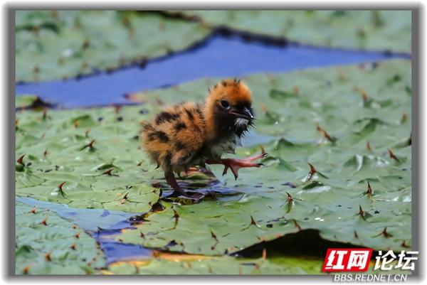 “铁掌水上漂”原来是真的！须浮鸥告诉你怎么在水面上闲庭信步