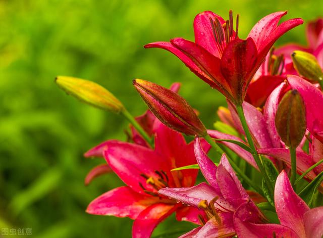 百合百合百年好合