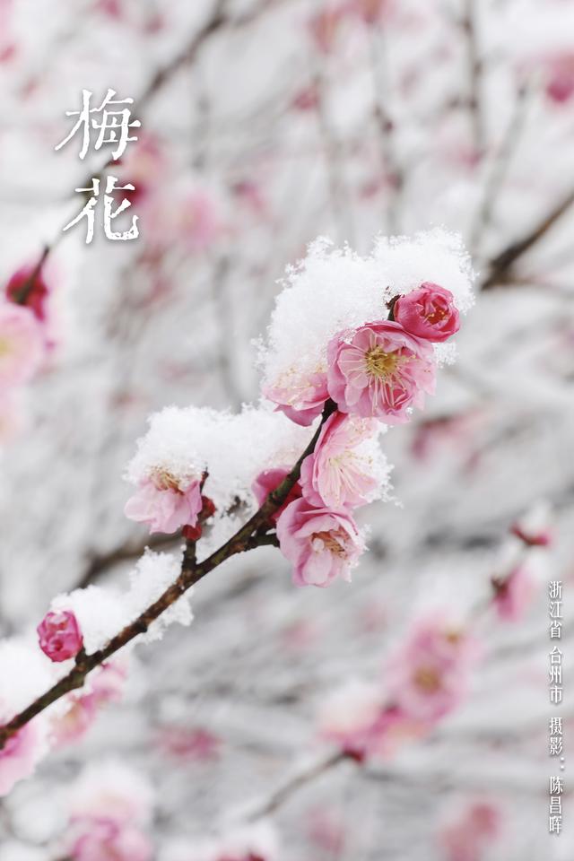 华夏花神·梅花｜红花盛放迎春意，清雅寒香踏雪来