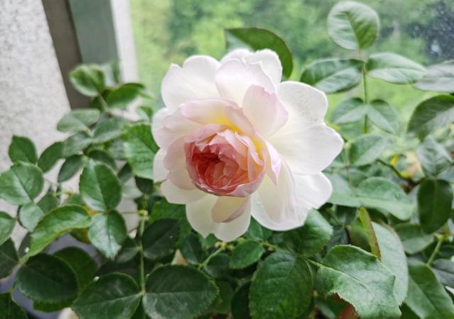 月季界的“仙女”—波莱罗，仙气十足，浓香四溢，高层阳台也能养