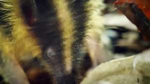 刺猬好吃吗(#森林中的小精灵，刺猬探寻美味)