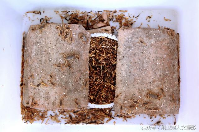 农村蝎子王,15天抓了20多斤野生蝎子能赚8000多元