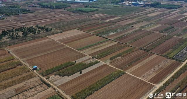 散户聚合增信 沂水合作社实现“三方共赢”