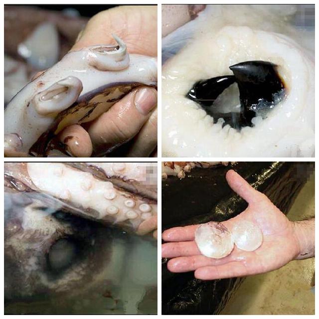 渔民抓获巨型罕见大大章鱼，解剖过程无人不感到奇怪