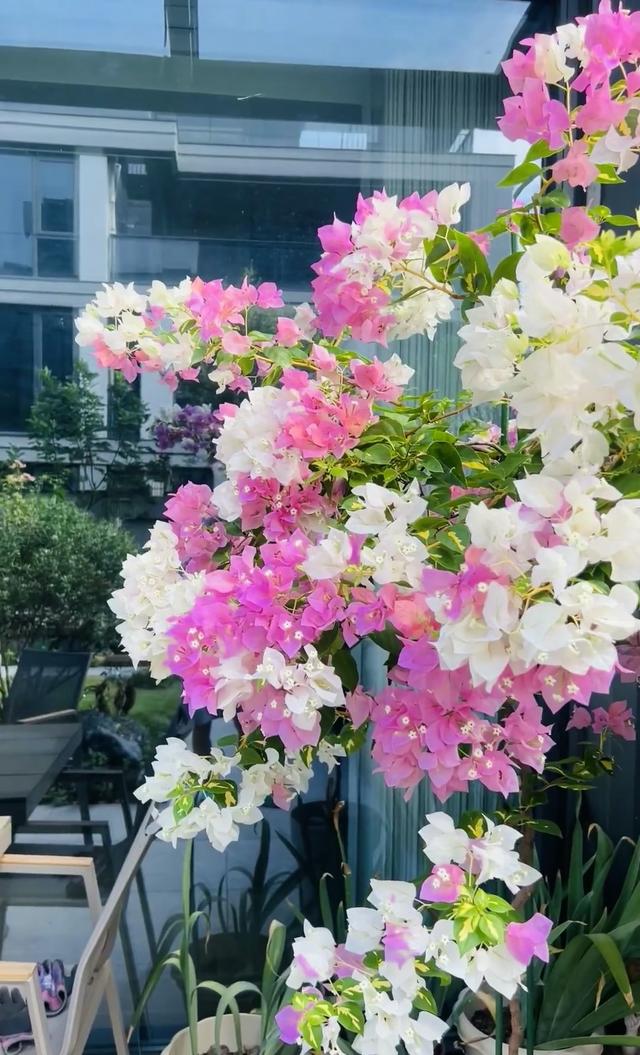 三角梅界的“劳斯莱斯”，一树多少花，连续开三季，养过的都夸！