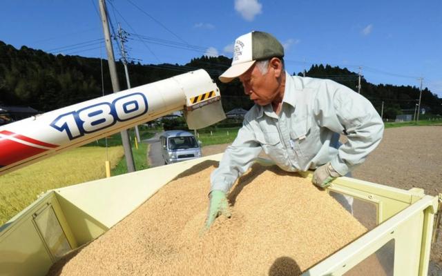 大米价格平均上涨80%,日本政府终于绷不住了