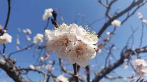 暗香红杏(散文：满枝杏花一树香)