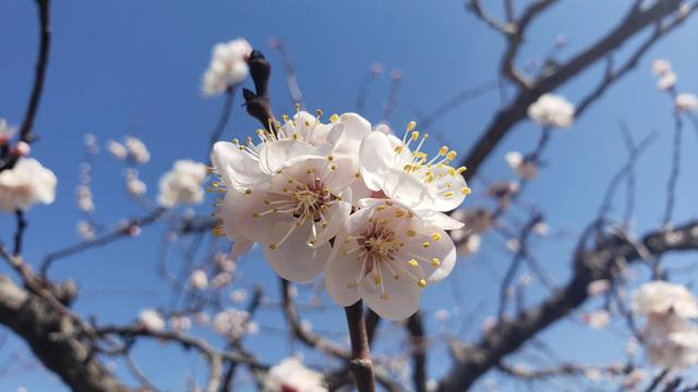 散文:满枝杏花一树香