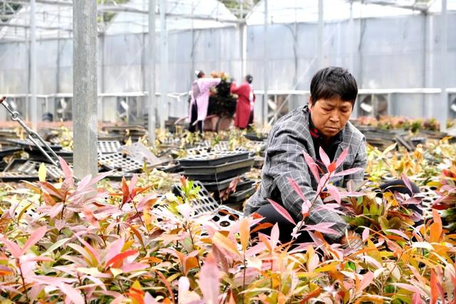 浦城：不误林时   “植”此青绿