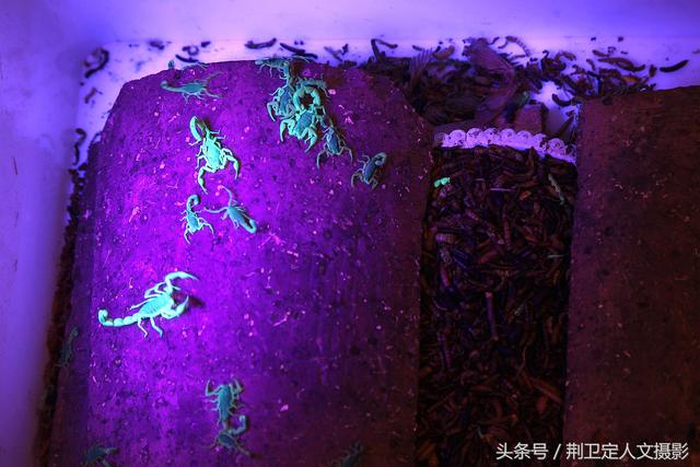 农村蝎子王,15天抓了20多斤野生蝎子能赚8000多元