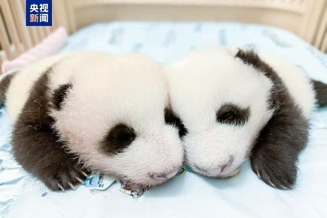 香港首对龙凤胎熊猫宝宝将于今天正式与公众见面