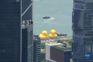 香港大黄鸭(阔别十年 “大黄鸭”再度到港)