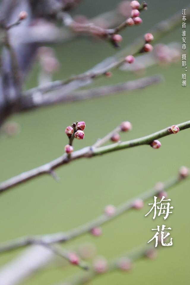 华夏花神·梅花｜红花盛放迎春意，清雅寒香踏雪来
