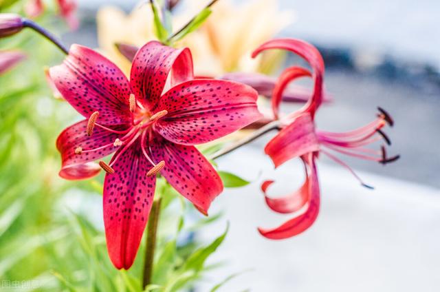 百合百合百年好合