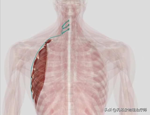 前胸贴后背的疼痛，不一定是心绞痛，建议收藏
