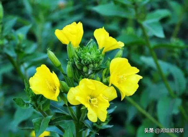 夜间开放的香花——夜来香