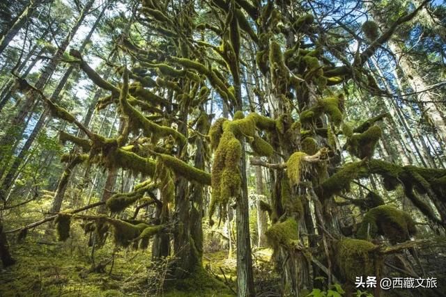 强推！米林这条冬日非遗探秘线路，保姆级攻略双手奉上