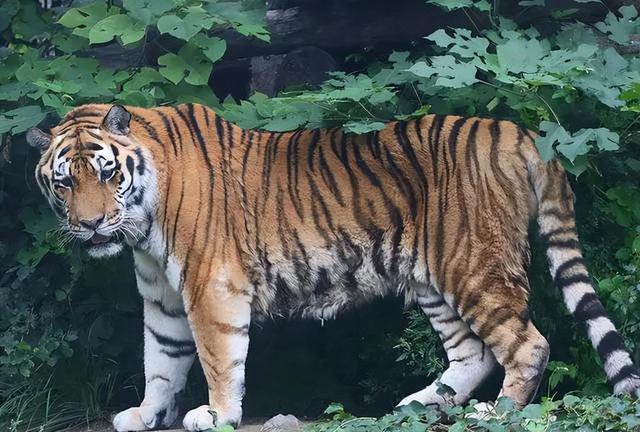 水浒传中，武松和林冲谁才是真英雄？你看毛主席是怎么点评他俩的