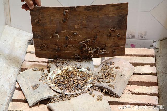 农村蝎子王,15天抓了20多斤野生蝎子能赚8000多元