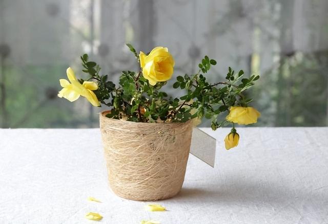 【美文欣赏】无需太多