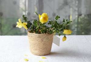 无需要太多(【美文欣赏】无需太多)