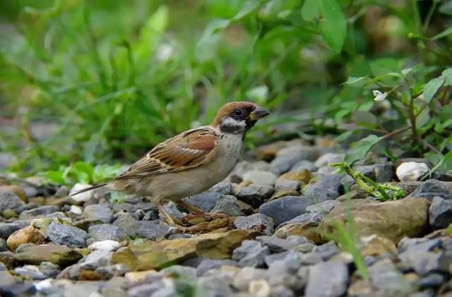 为什么抓到的麻雀，怎么养都养不活？原因终于找到了