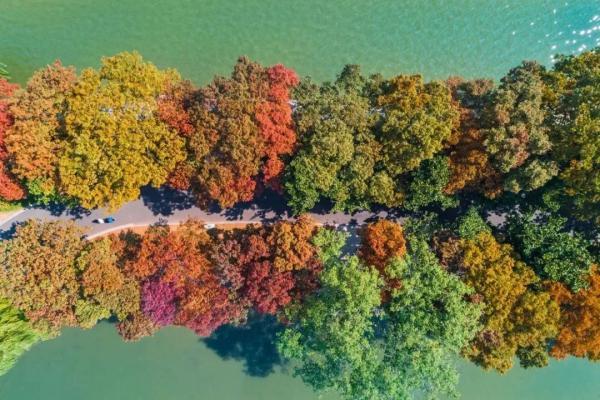一到秋天，南京就美成了金陵！赏秋大幕已经拉开