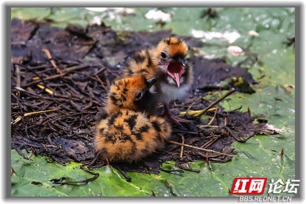 “铁掌水上漂”原来是真的！须浮鸥告诉你怎么在水面上闲庭信步