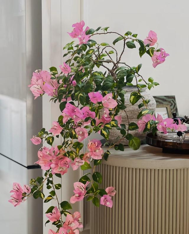 三角梅界的“劳斯莱斯”，一树多少花，连续开三季，养过的都夸！