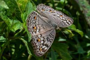 蝴蝶照片(（外代一线）五颜六色的蝴蝶)