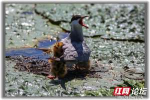 铁掌水上漂(“铁掌水上漂”原来是真的须浮鸥告诉你怎么在水面上闲庭信步)