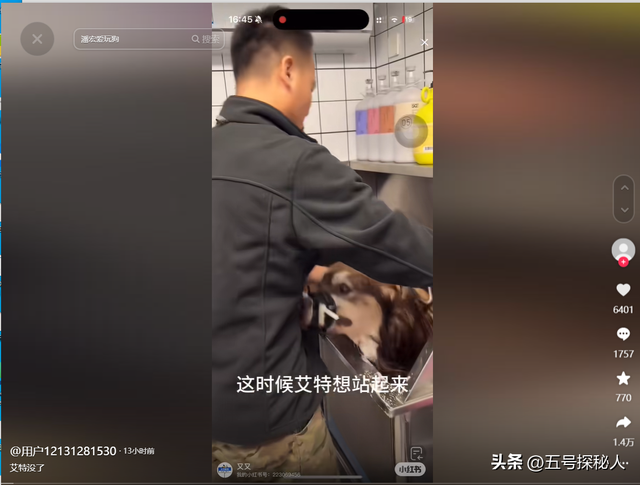 后续！潘宏网红狗艾特洗澡死亡：直播回放流出，拼命挣扎被无视