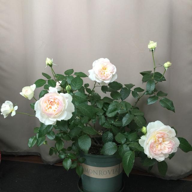 月季界的“仙女”—波莱罗，仙气十足，浓香四溢，高层阳台也能养
