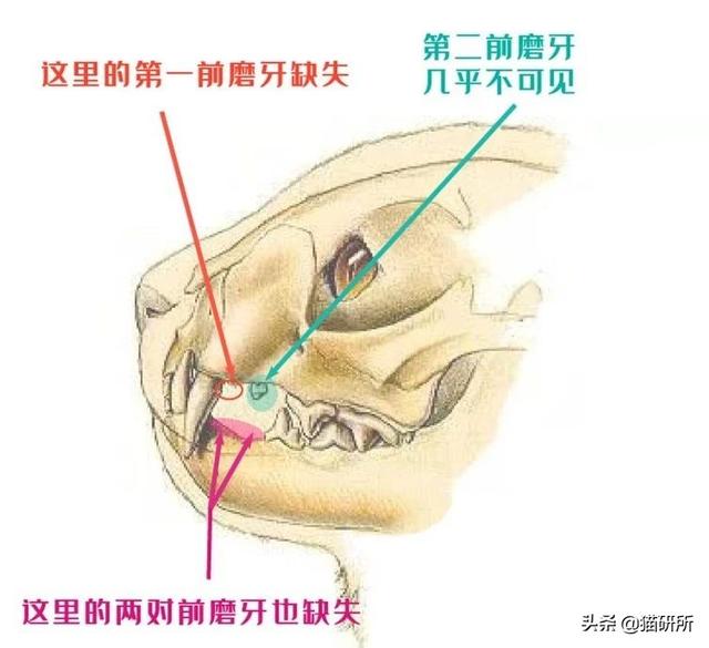 猫咪的指甲为什么会脱落?这7个冰岛级的冷知识你都知道吗?