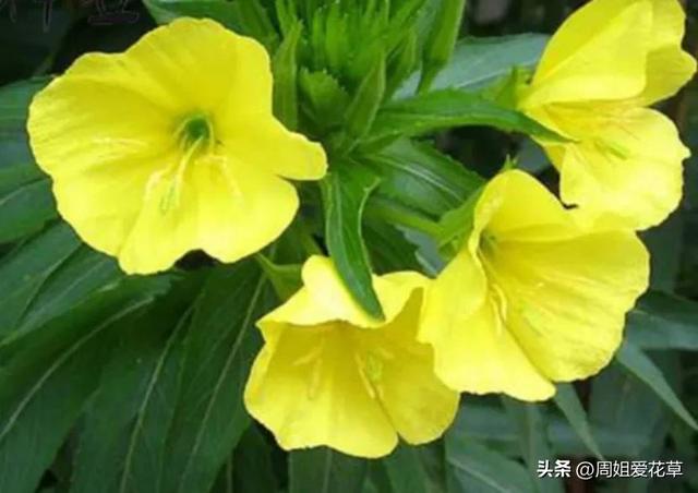 夜间开放的香花——夜来香