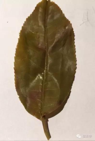 普洱茶分甜茶和苦茶，你知道吗？