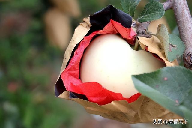 打药！黑心！太酸太难吃！苹果到底得罪了谁？