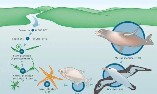 日本还要为排污诡辩吗？福岛鱼亲自下海打脸了