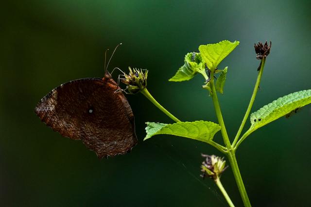 （外代一线）五颜六色的蝴蝶