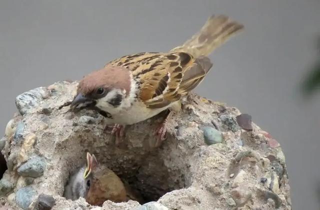 为什么抓到的麻雀，怎么养都养不活？原因终于找到了