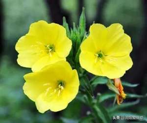 我爱夜来香(夜间开放的香花——夜来香)