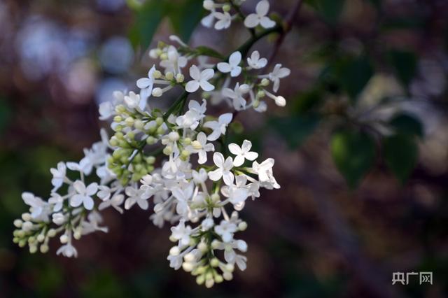 五月，丁香开满“丁香城”